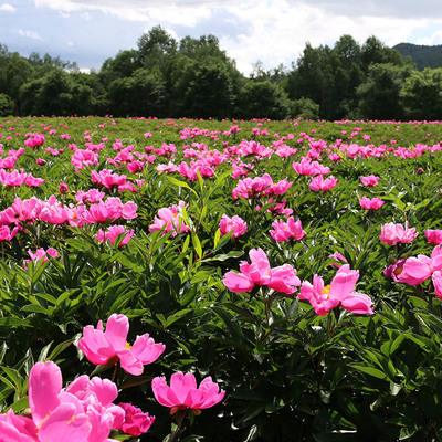 野外露營(yíng)體驗(yàn)感不錯(cuò)的省錢又好玩_黑龍江九峰山養(yǎng)心谷游覽景區(qū)管理
